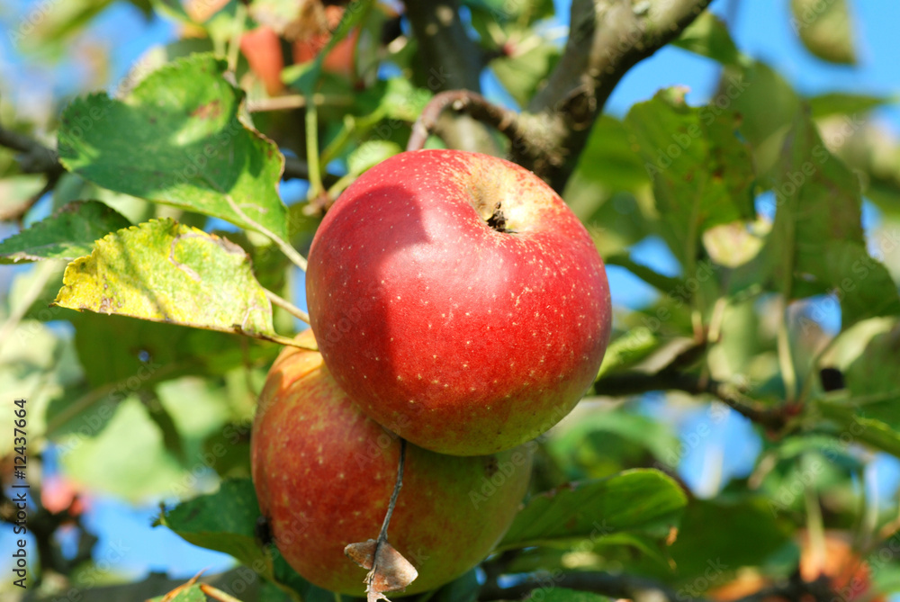 Reife Äpfel am Baum