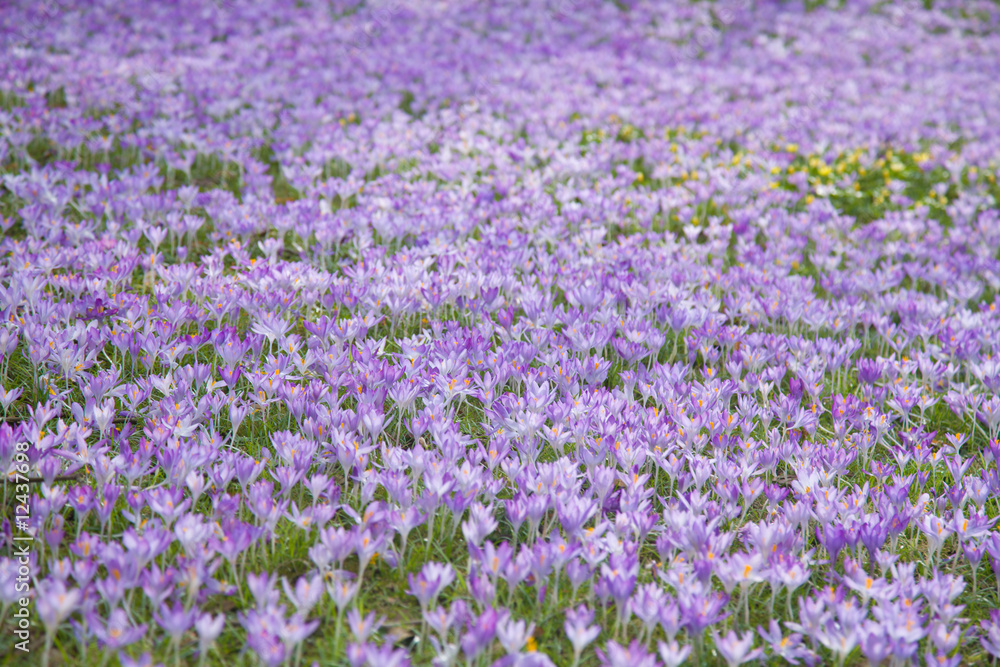 Naklejka premium flowering crocuses background