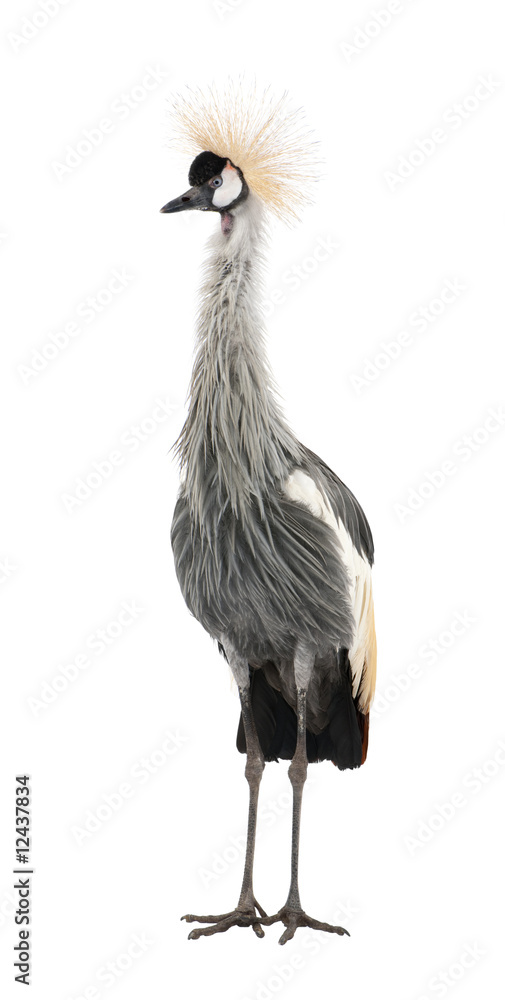 Grey Crowned Crane - Balearica regulorum (18 months) Grey Crowned Crane - Balearica regulorum (18 months)