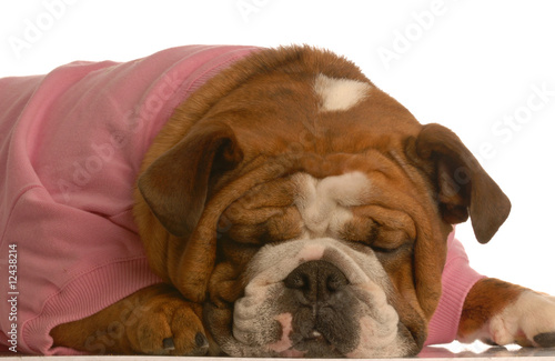 female english bulldog in pink sweater sleeping