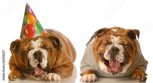 one bulldog laughing at another groaning in birthday hat