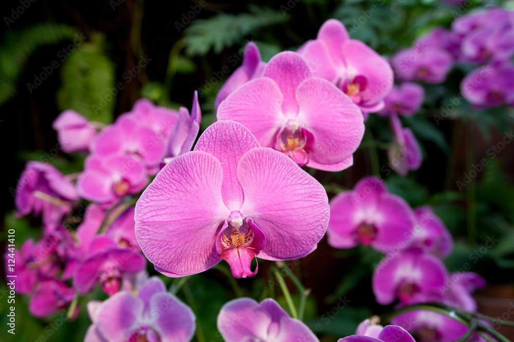 Pink Phalaenopsis Orchids (Moth Orchids) Pink Phalaenopsis Orchids (Moth Orchids)