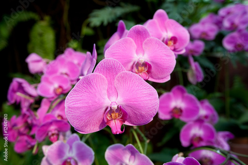 Pink Phalaenopsis Orchids  Moth Orchids 