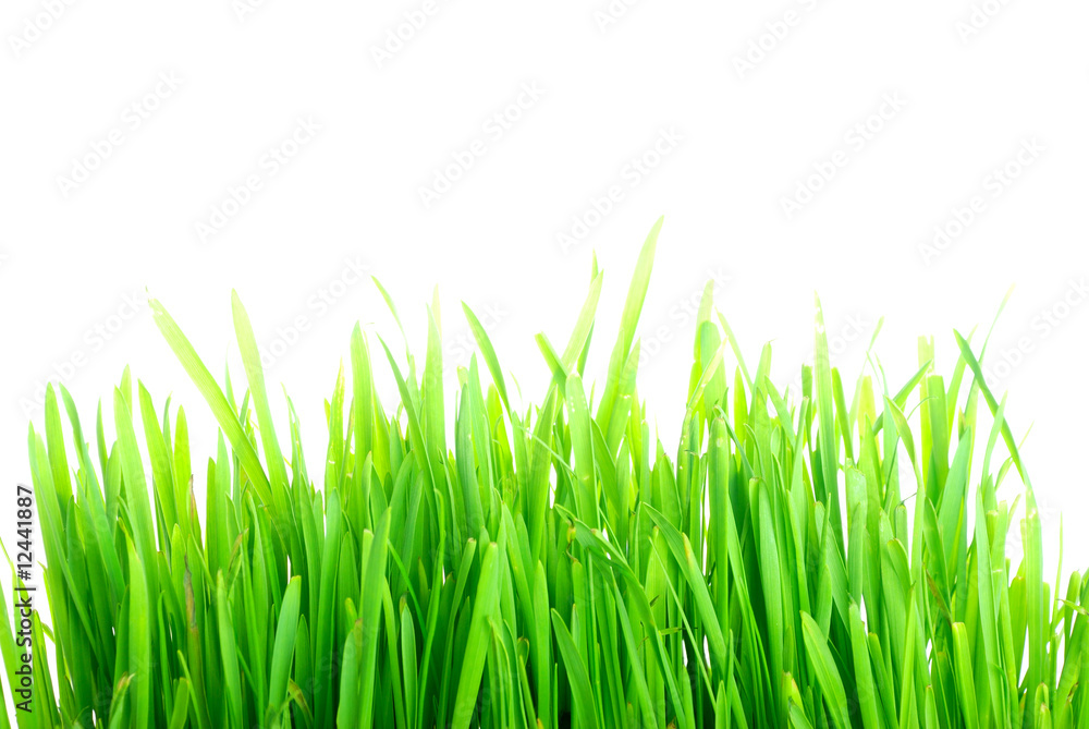 Grass 2 Grass 2