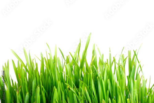 Grass 1