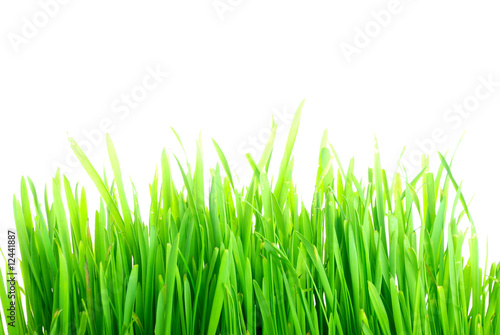 Grass 2