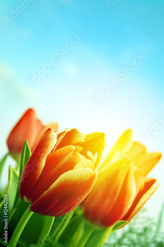 Beautiful spring tulips background