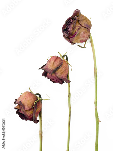 Row of 3 old dried red roses against a white background
