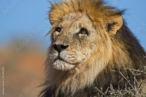 Lion © Gerrit de Vries