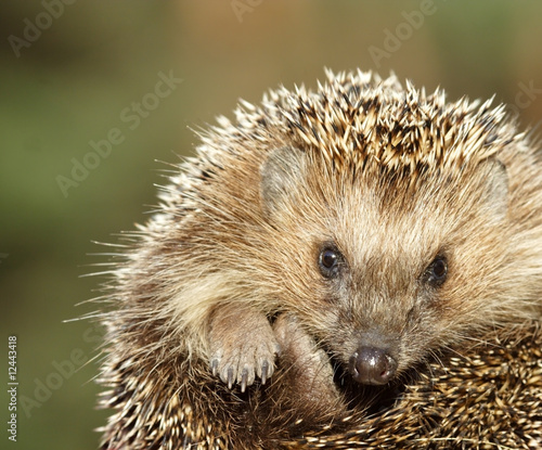 Hedgehog