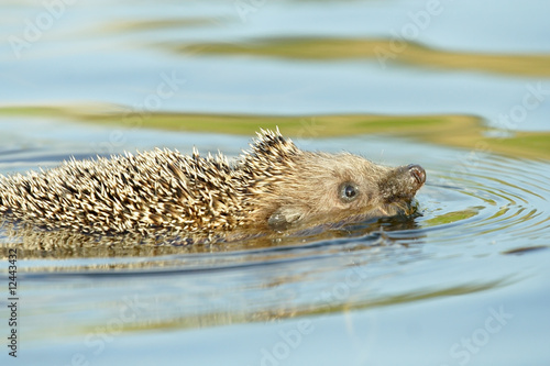 Hedgehog