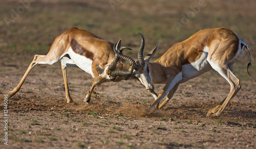 Two Springbok fighting