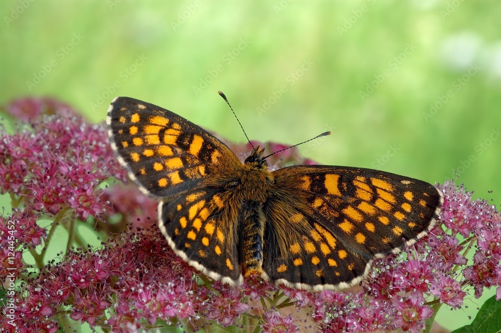 Melitaea atalia Melitaea atalia