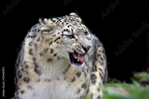 Male snow leopard