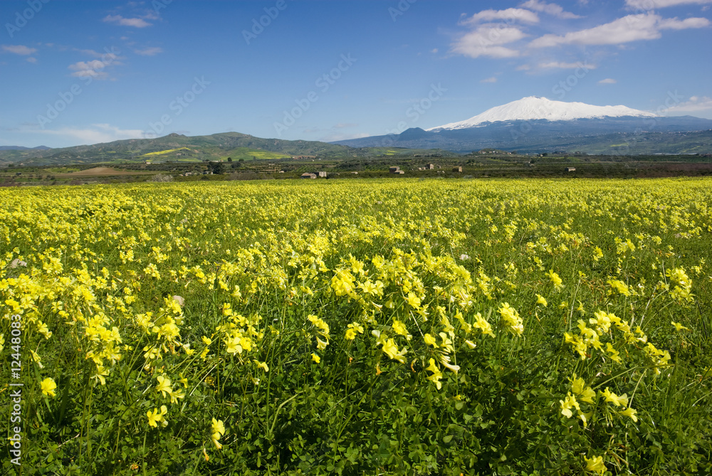 meadow of yellow clover in flower on background volcano Etna