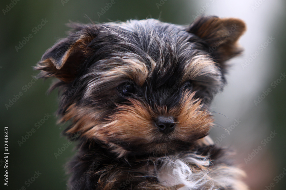 Yorkshire Terrier-Welpe