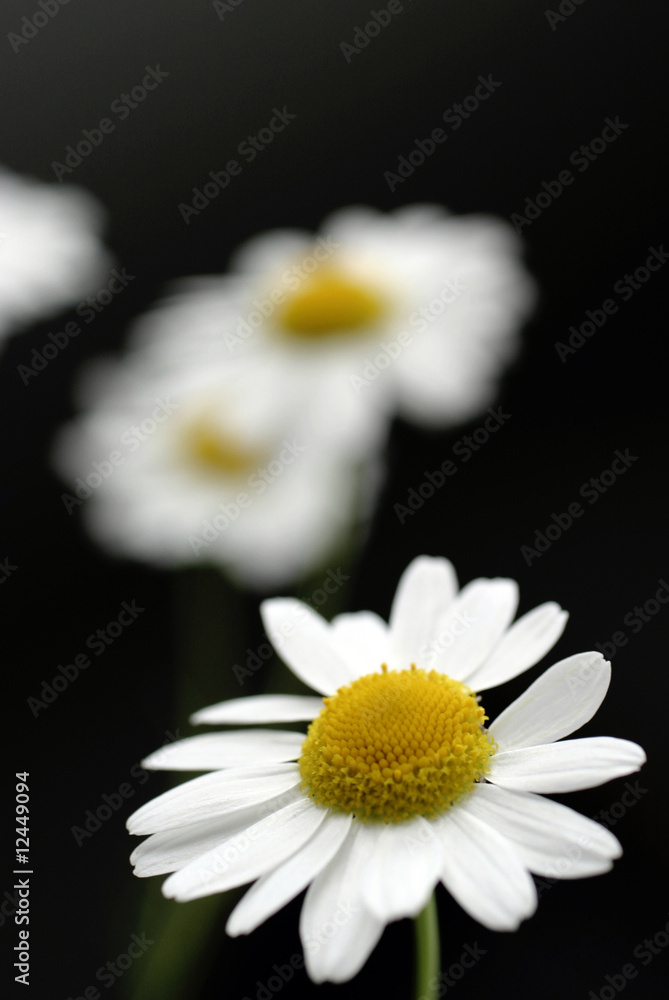 Fototapeta premium white chamomile on gray background