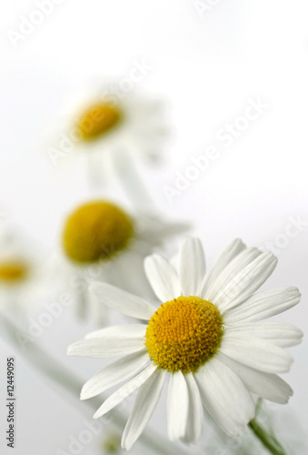 white chamomile on white background