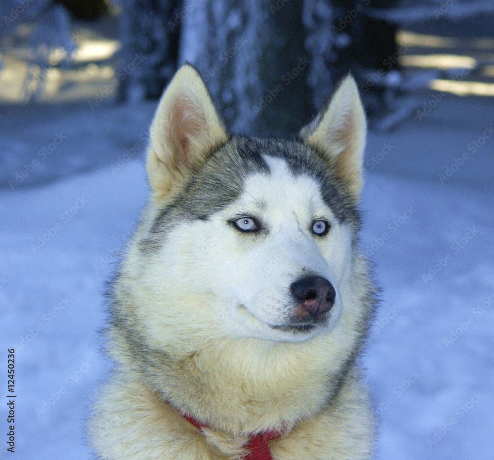 chien husky