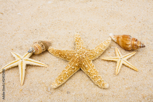 Starfish © Karen Roach