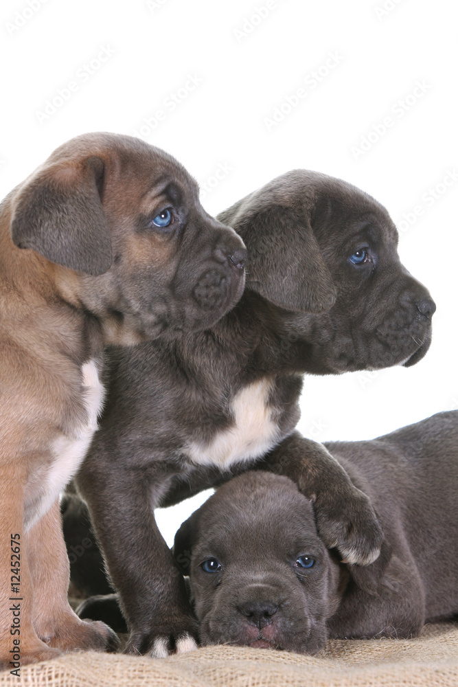 Fototapeta premium puppy italian mastiff cane corso