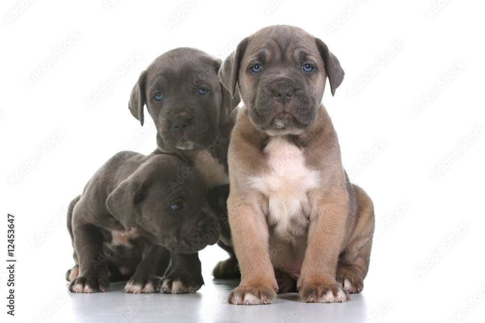 puppy italian mastiff cane corso puppy italian mastiff cane corso