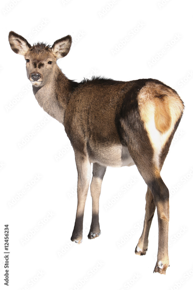 Fototapeta premium looking roe-doe in white background