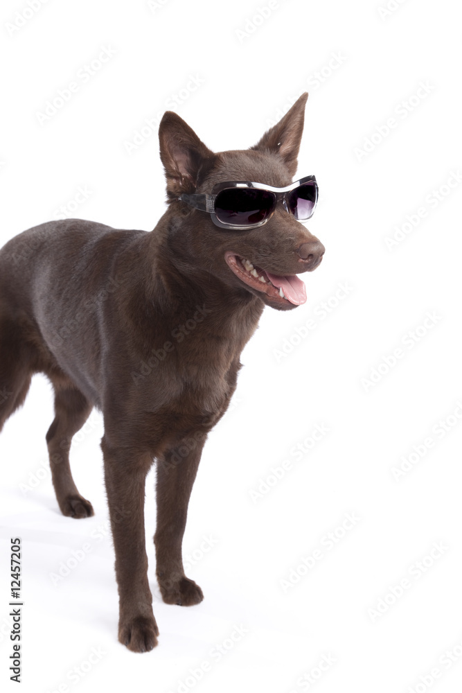 Cute and funny australian Kelpie Cute and funny australian Kelpie