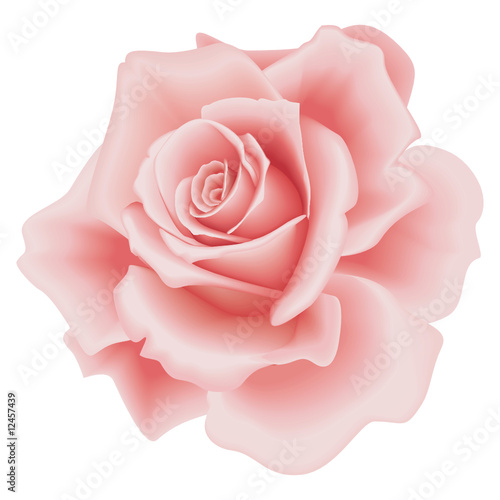 Vector Isolated Beautiful Pink Rose on the White Background