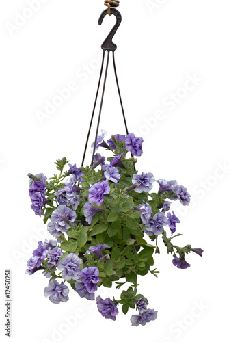 Obraz na płótnie fioletowy kwiat, violet flower w salonie