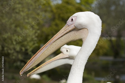 2 pelicans