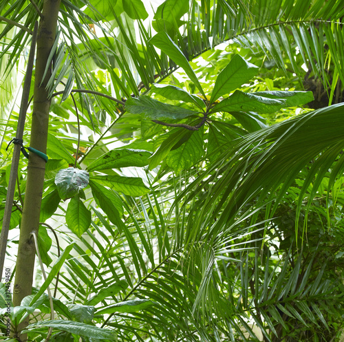 palmiarnia