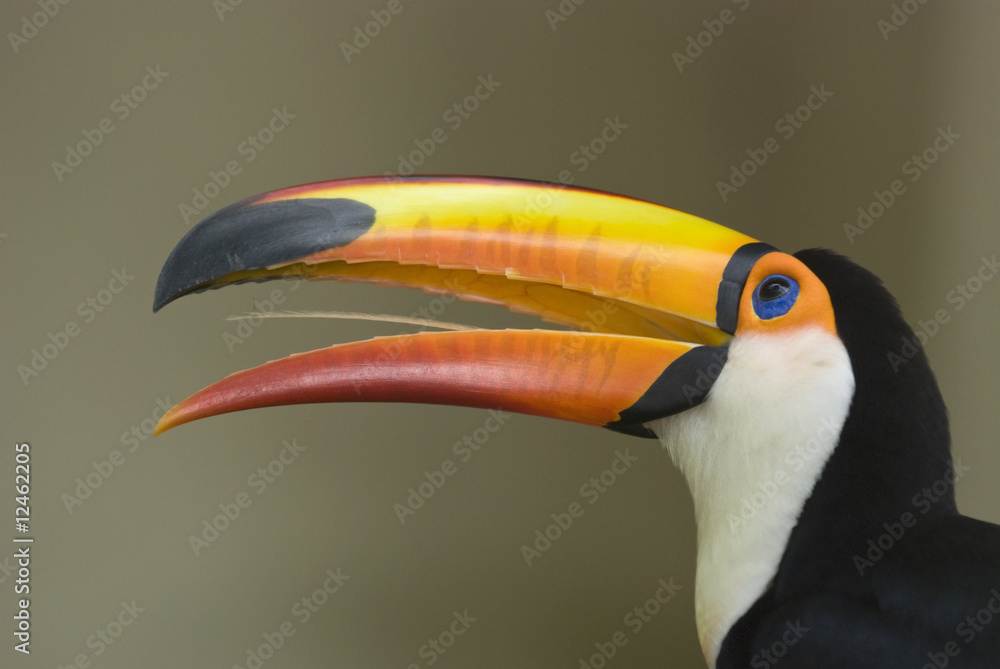 Fototapeta premium toucan