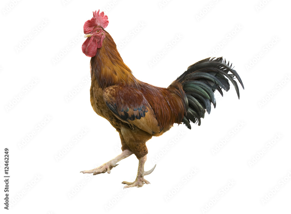 isolated rooster