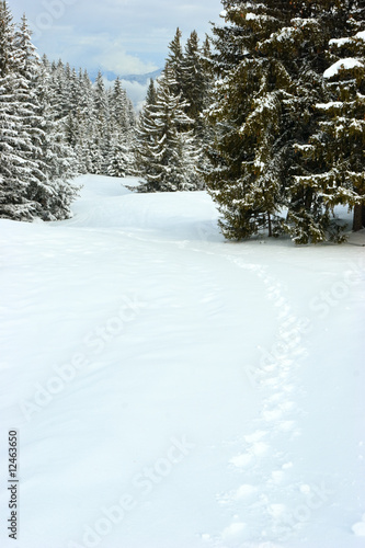 Fir trees on winter mountain