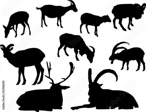 silhouette of horned animal,deer and goats