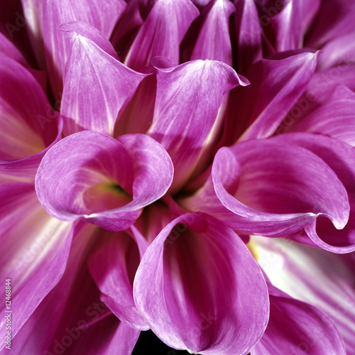 Fototapeta Naklejka Na Ścianę i Meble -  Dahlienbluete, Dekorative Dahlie, Almands Joy