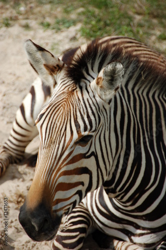 Zebra chilling