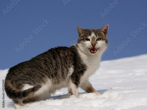 Quadro em tela cat walking in snow and growl