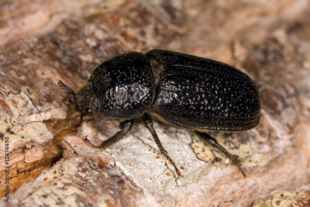 Rhinoceros Beetle Rhinoceros Beetle