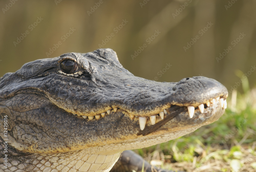 Obraz premium Alligator Head Shot