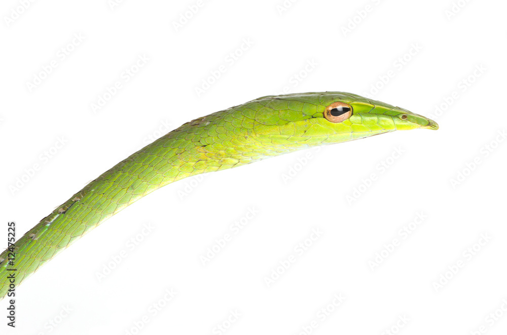 Fototapeta premium green tree snake