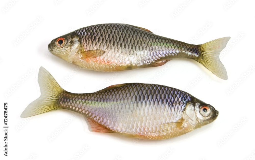 Two Fish on white background