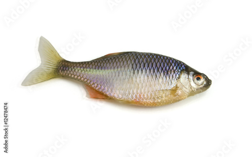 Fish on white background