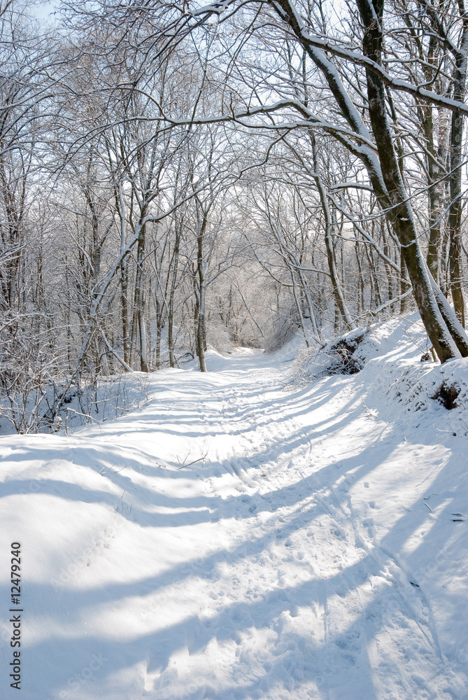Fototapeta premium Winter in a forest