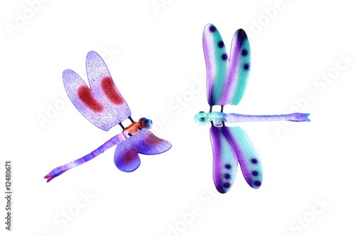 two colorful dragonfly flying insects isolated