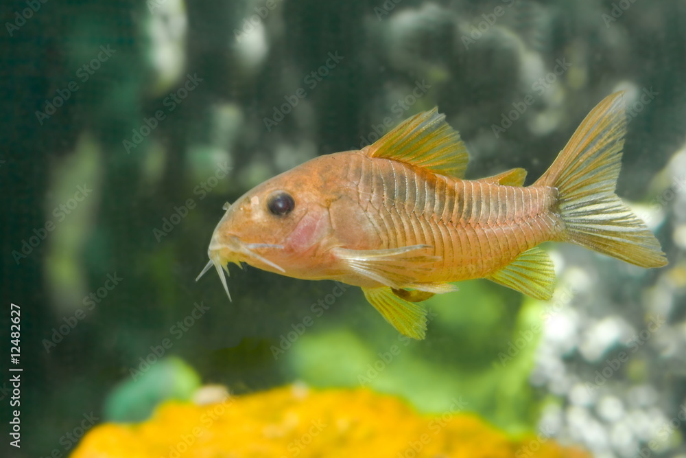 yellow aquarium fish coridoras yellow aquarium fish coridoras