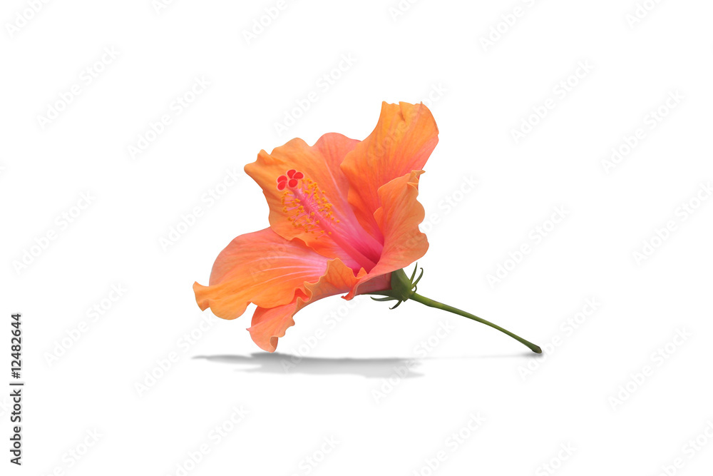 Hibiscus on white