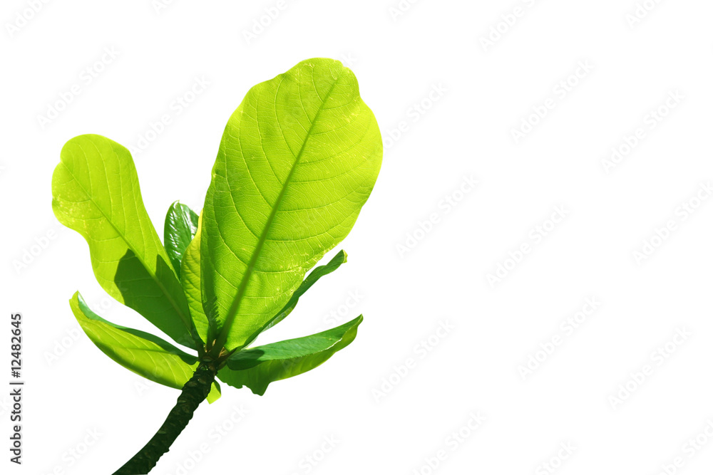 Fototapeta premium Fresh new leaf