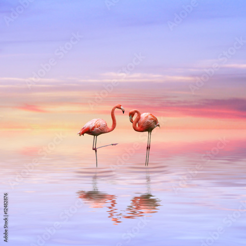 Naklejka flamingo kochanka różowy valentine życie